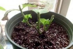 绣球花什么时候修剪(绣球花修剪注意事项)