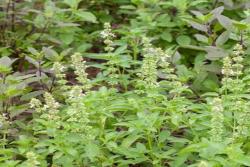 冬天可以种植荆芥吗