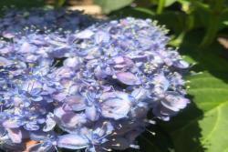6月常见开花花卉及观赏指南