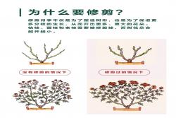 月季修剪的一些实用技巧