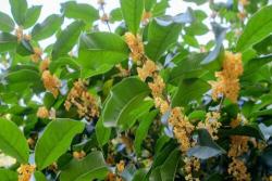 名贵桂花品种前十排名
