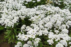 蜂室花的花语和象征寓意