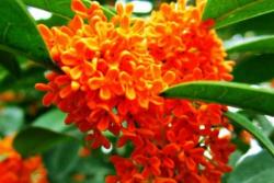 名贵桂花品种前十排名