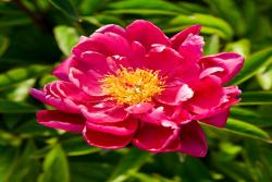 5月份有什么花开放(十二种常见花卉介绍)