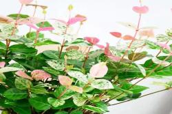 花叶络石——会变色的爬藤小精灵