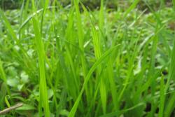 基本农田能不能种牧草