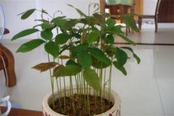 用桂圆种子制作室内小盆栽