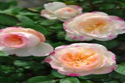 宁芙Nympha