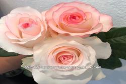玫瑰浪漫ROSEMANTIC