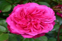 艾佛的玫瑰Ivor's Rose