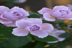 紫式部 Murasaki Shikibu