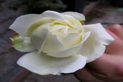 伊芙白法师伯爵月季的优缺点