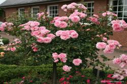 家居花园 Home & Garden