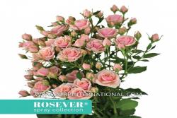 经典玫瑰恋人 Classic Rosever