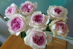 伊芙克莱尔月季的优缺点