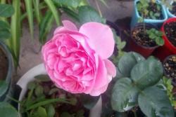 伊芙索菲亚月季的优缺点