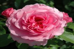 珀斯玫瑰The Perse Rose
