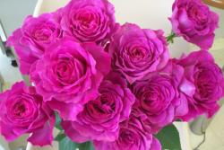 伊芙蓝宝石月季的优缺点