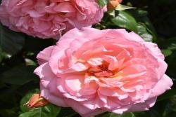 芳香庆典Fragrant Celebration