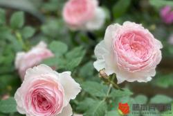 为什么有的月季开花容易垂头