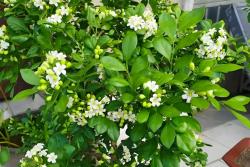 九里香什么时候开花
