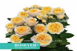 皇家玫瑰恋人 Royal Rosever