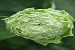 绿野La Terre Verte