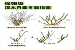 灌木月季冬季修剪方法