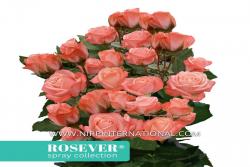 迷人玫瑰恋人 Charming Rosever