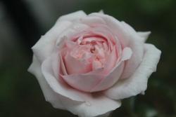 伊芙芳香喷泉月季的优缺点
