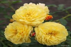 金羊毛 Golden Fleece