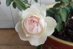 伊芙钱特玛丽月季的优缺点