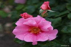 再见粉色 SEE YOU in pink
