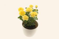阳光露台Soleil Terrazza