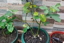 月季花叶片发黄枯萎是怎么回事