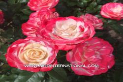 罗莎·迪·热那亚 Rosa Di Genova