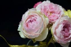 伊芙四号月季的优缺点