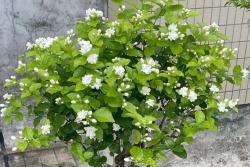 茉莉花什么季节开放