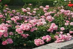 家居花园 Home & Garden