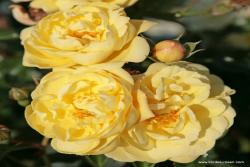 阳光玫瑰 Sunny Rose