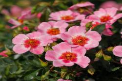 卢特绽放Tantau's Lütte Bloom