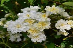 曼宁顿瀑布Mannington Cascade