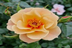 再见杏色 SEE YOU in apricot