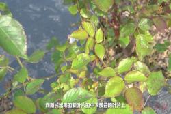 月季抗病等级