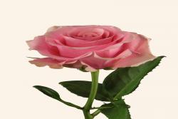 芭比粉Barbiecore