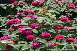 雷什特玫瑰Rose de Resht