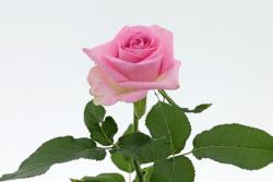 粉淑女 Pink Polite