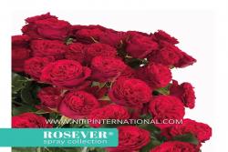 性感玫瑰恋人 Sexy Rosever