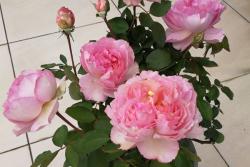 伊芙唯一月季的优缺点