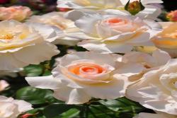 宁芙Nympha